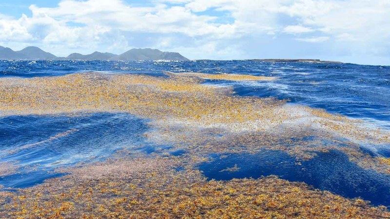 Gestion des sargasses